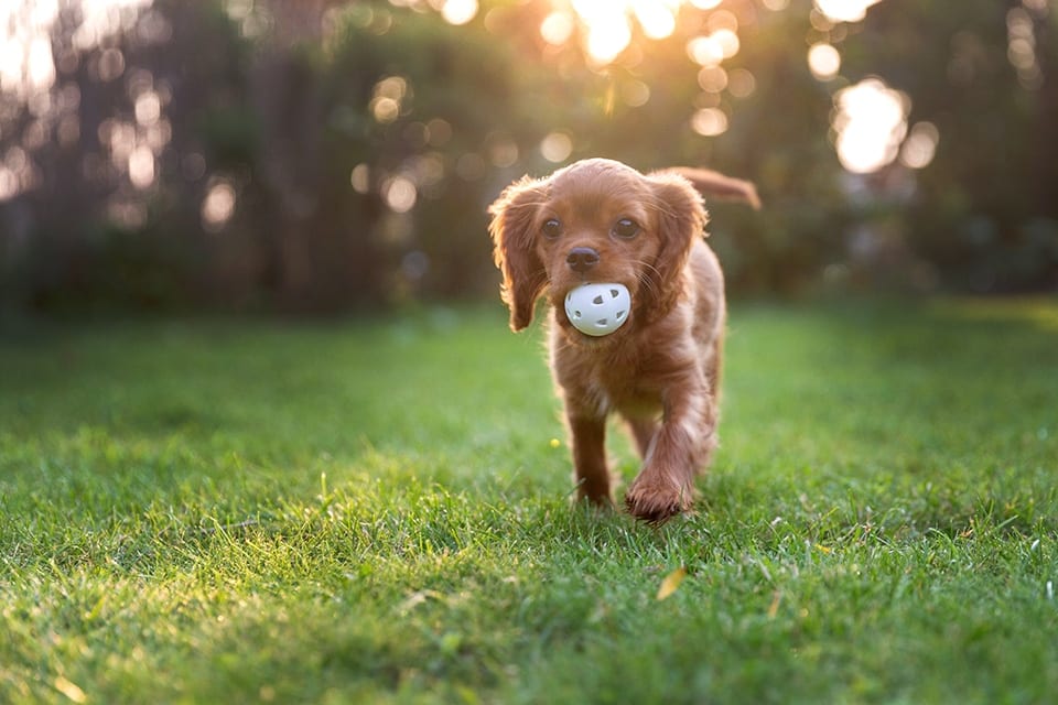 Happy puppy playing with ball in sunset light